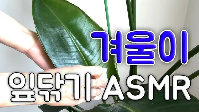 잎닦기 관리 미세먼지제거 광합성도움 우유물사용 주의점_5