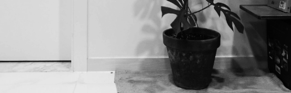 화분 밑으로 뿌리가 나올 때