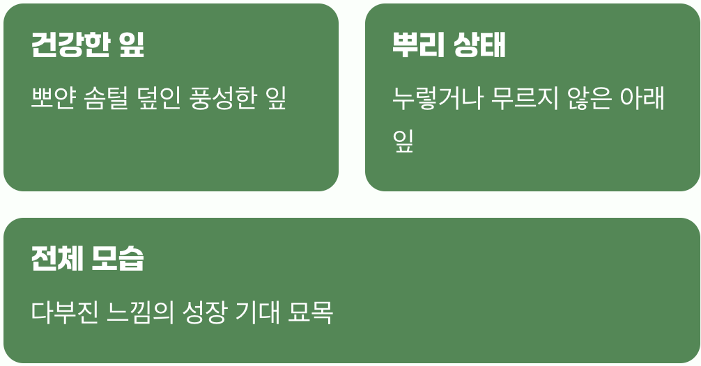 첫 만남, 건강한 어린 양 데려오기
