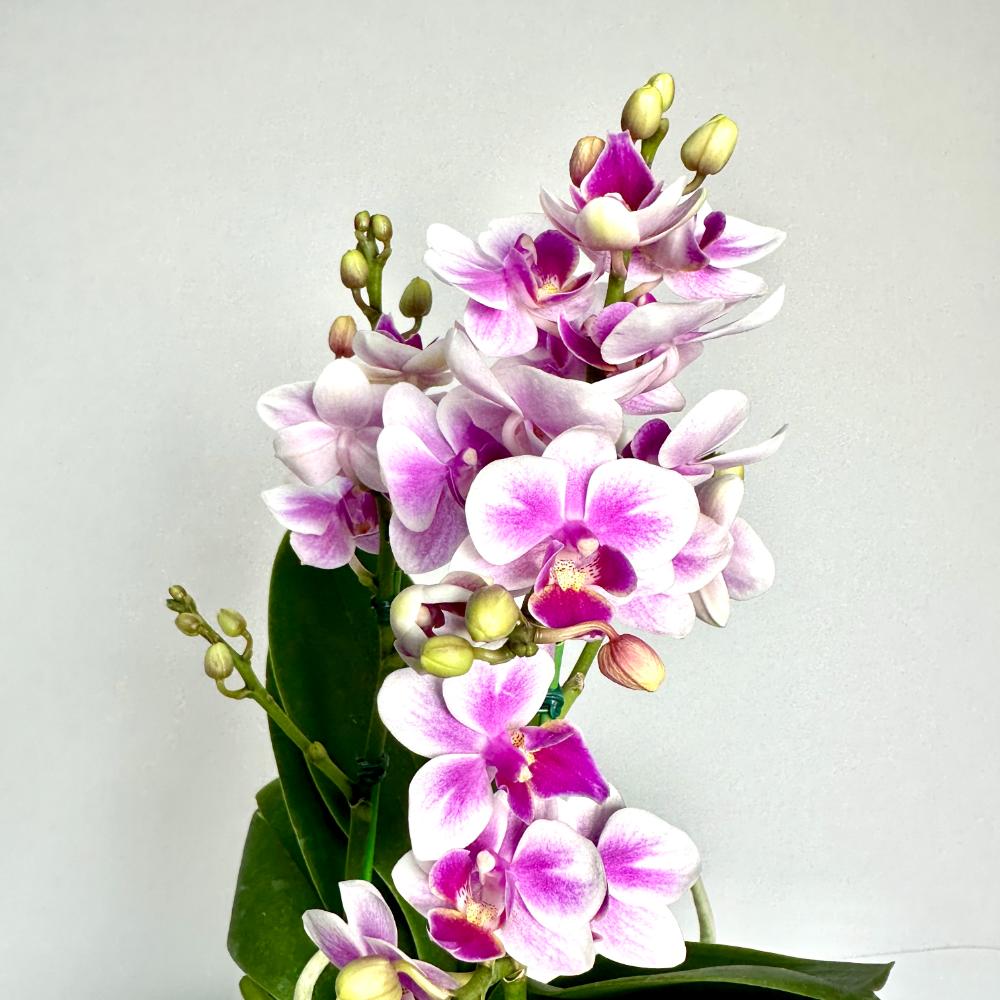 겨울철 난 물주기 서양난 동양난