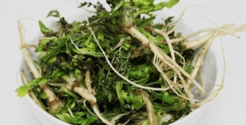 본나물 종류에 포함된 냉이가 씻겨 그릇에 담겨 있다