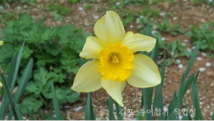 수선화 꽃의 중앙 모양입니다.