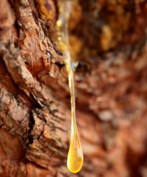 보스웰리아 성분