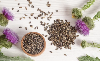 밀크시슬(Milk Thistle&amp;#44; 엉겅퀴)