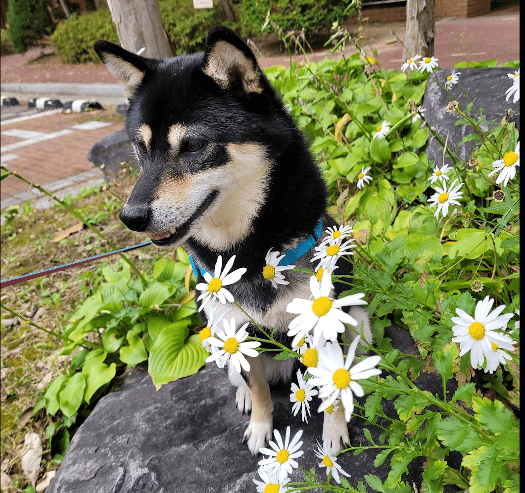 꽃밭에 앉아있는 강아지