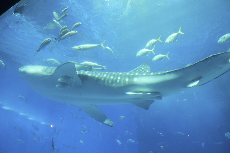 오키나와 츄라우미 수족관 상어2