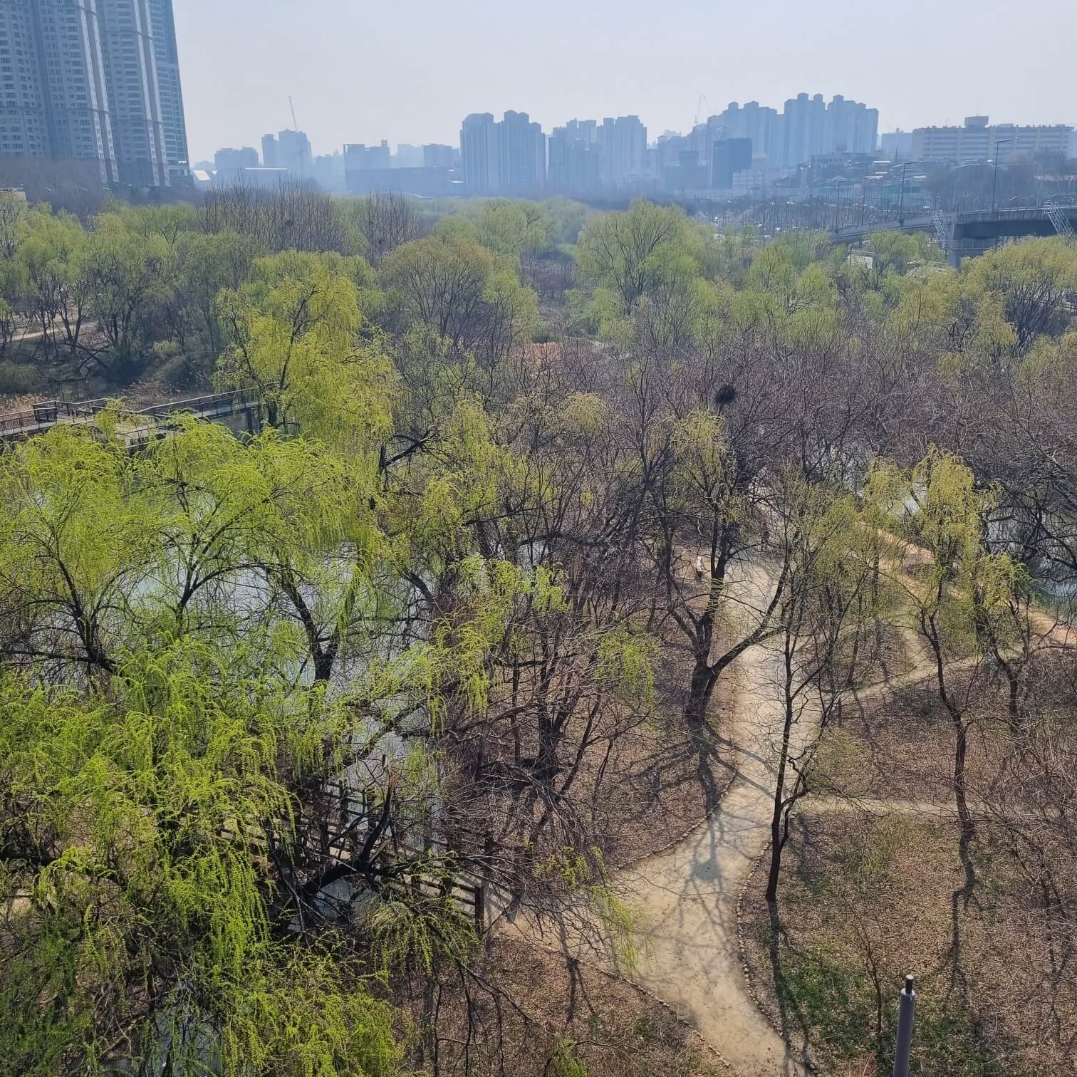 여의도 샛강 생태공원 여의도 벚꽃축제