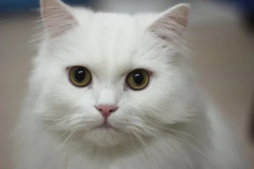 페르시안 고양이 유전병_5