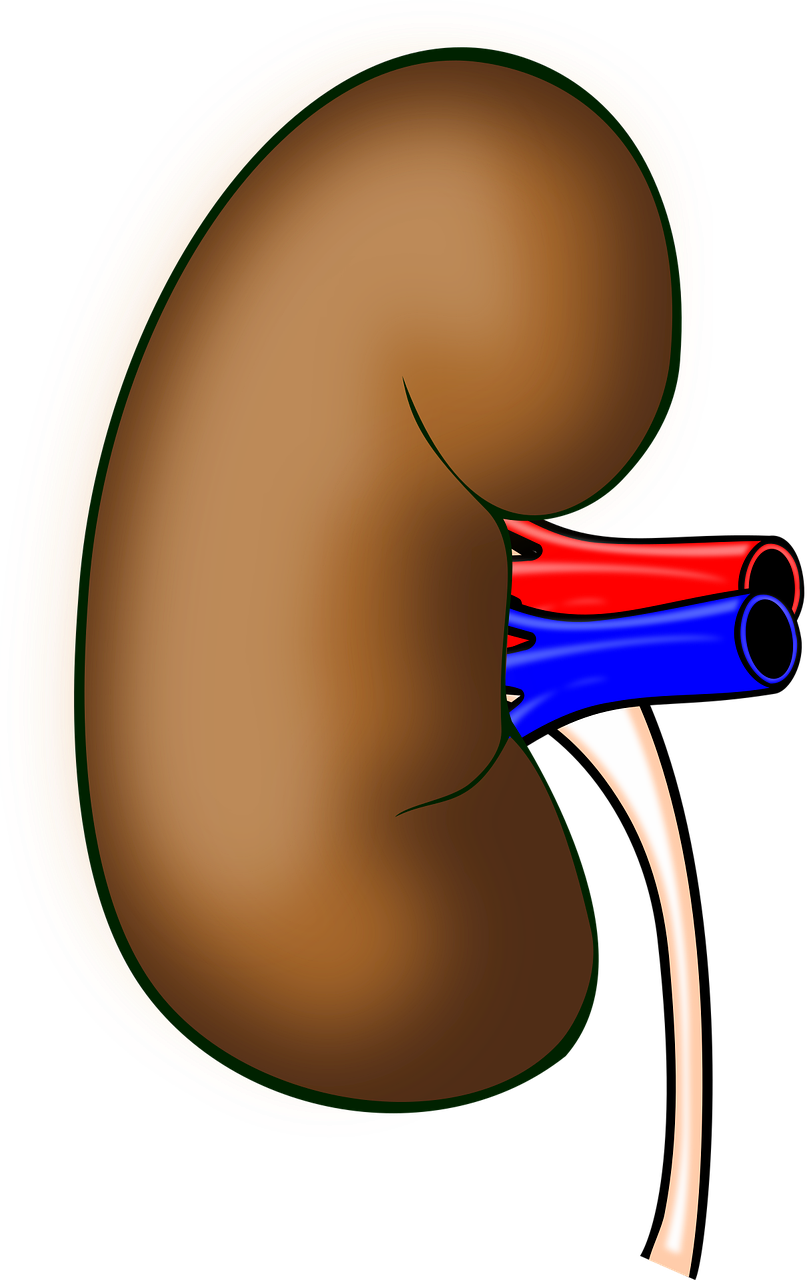 사구체신염의 원인 증상과 진단 치료 및 관리
