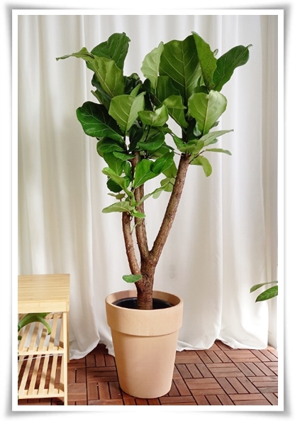 "고무나무 키우기" 실내 정원에 매력을 더하는 초록 친구!