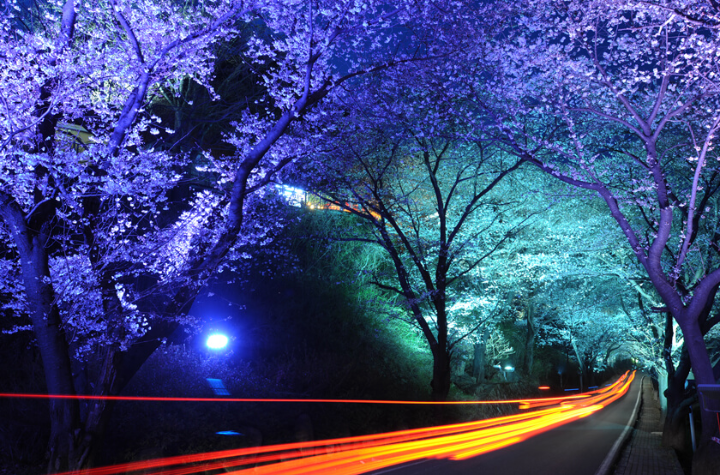 하동 밤벚꽃길