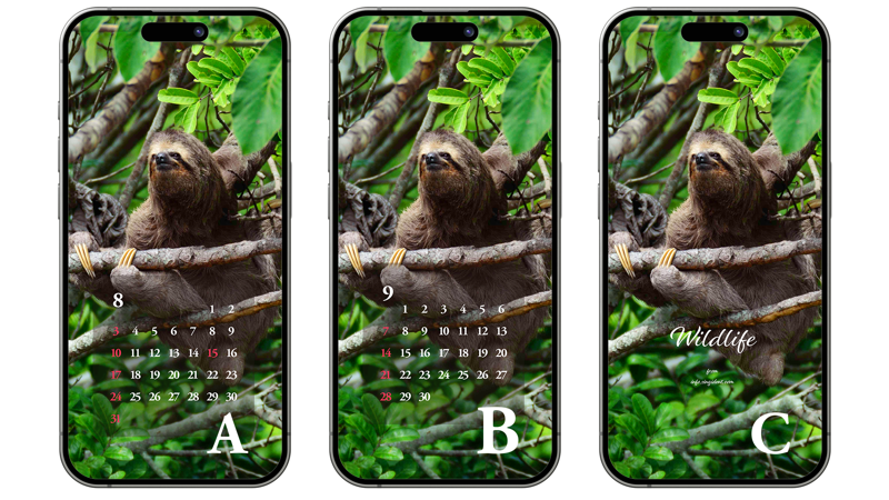 13 세발가락 나무늘보 ABC - 2025년8월 아이폰배경화면