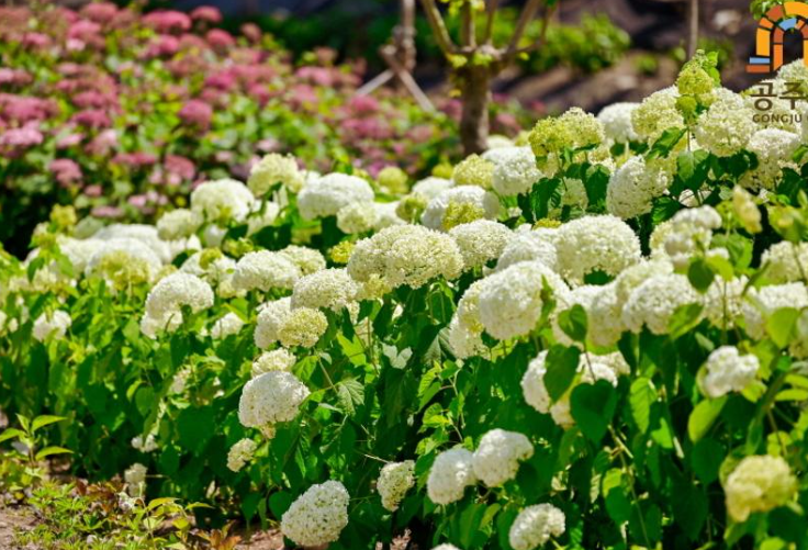 공주 유구 색동수국정원 꽃축제 기간 장소 주차