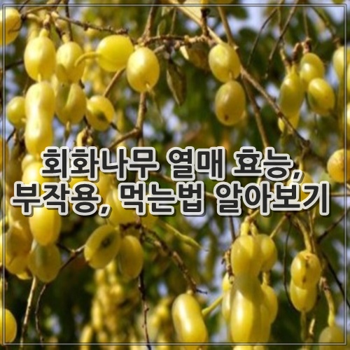 회화나무 열매 효능, 부작용, 먹는법 알아보기