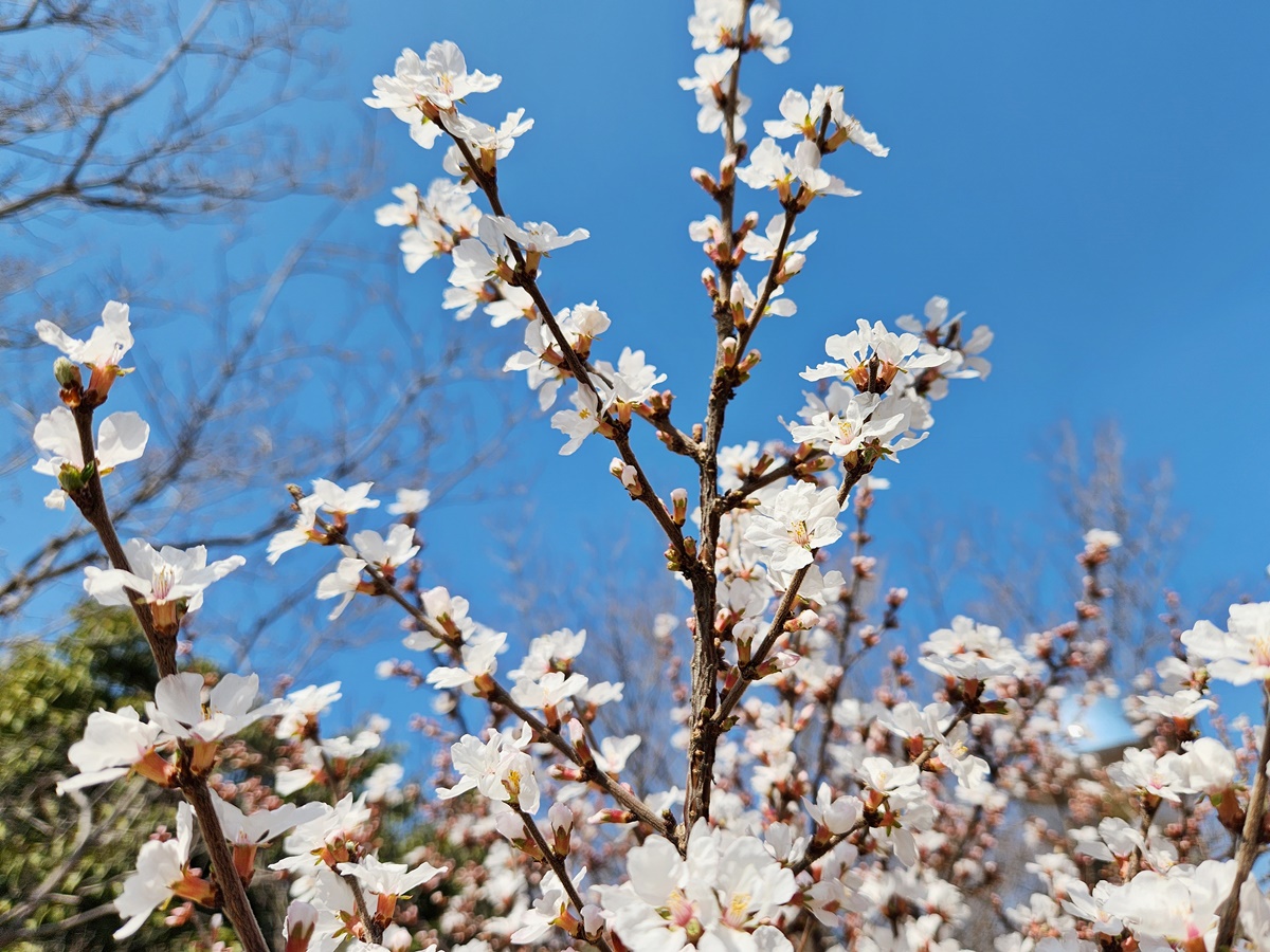 앵도나무(앵두나무)