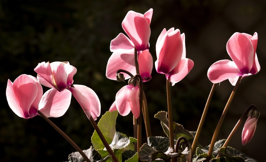 겨울 꽃 시클라멘