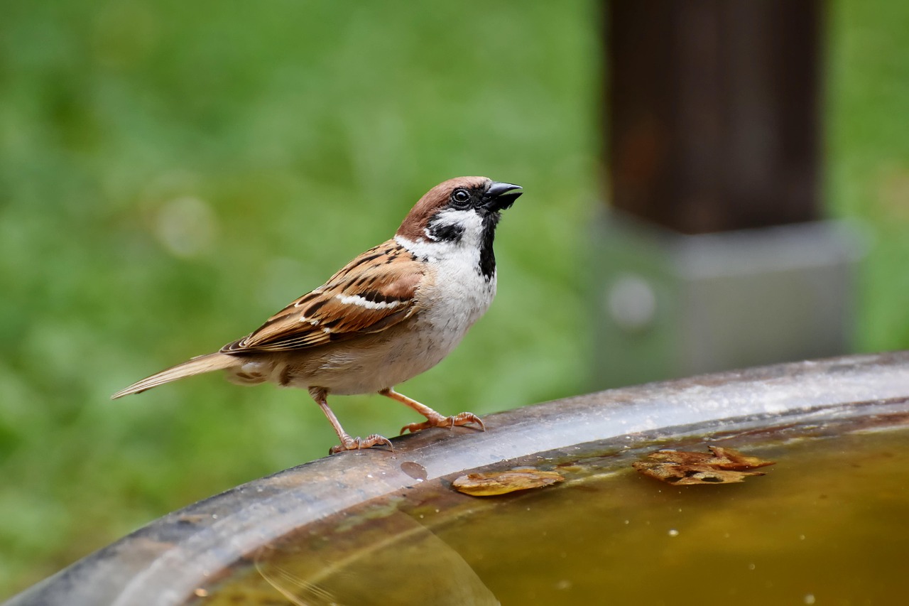 참새꿈-참새꿈풀이-참새꿈해몽