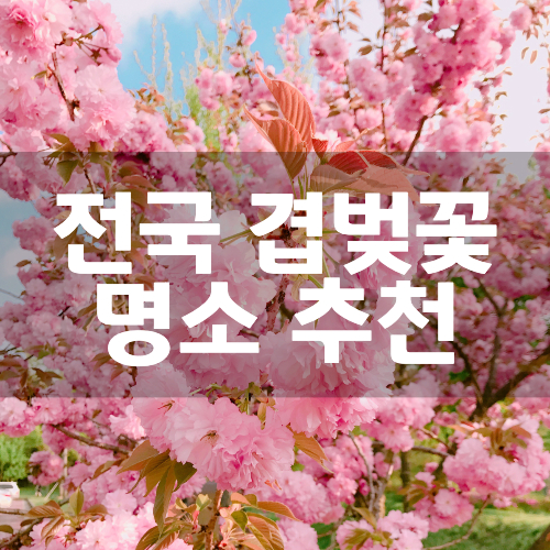전국-겹벚꽃-명소-추천-썸네일
