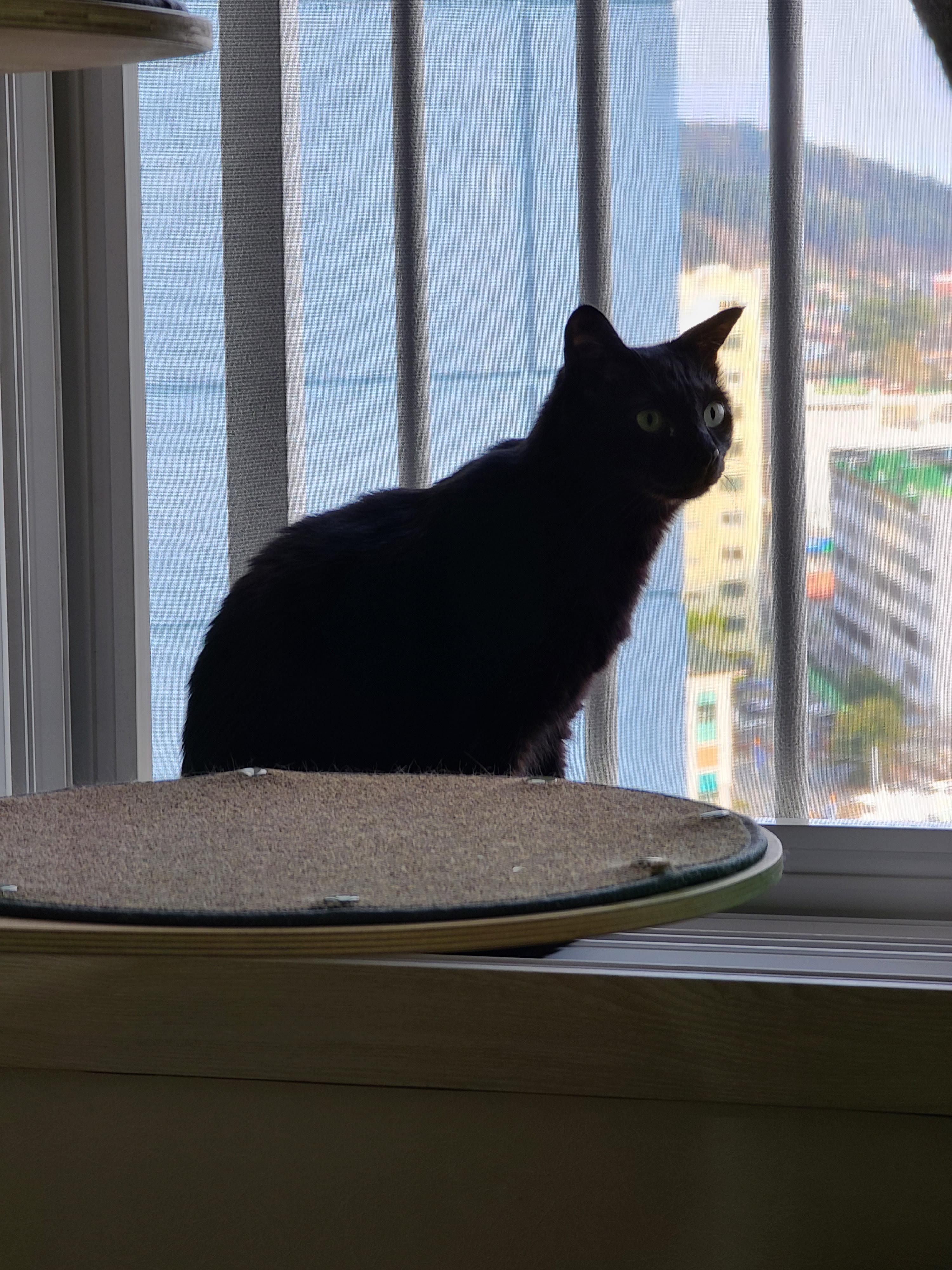 창밖구경을 좋아하는 고양이들의 낙상사고와 가출 예방을 위한 방묘창의 필요성.