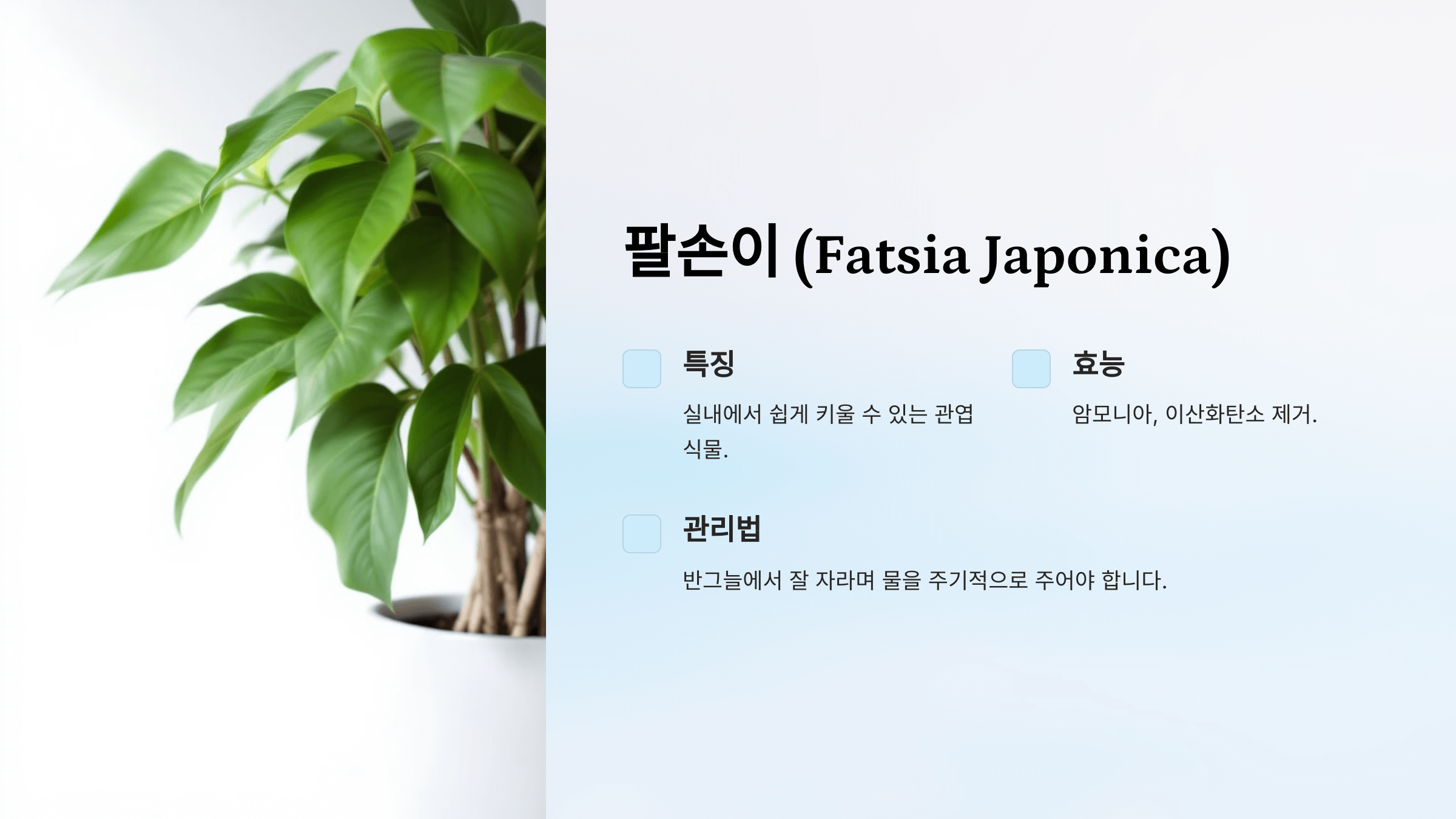 공기정화 식물 사진입니다.