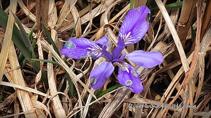 각시붓꽃 Iris rossii