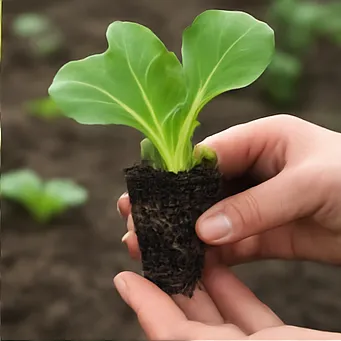 김장배추 심는시기8