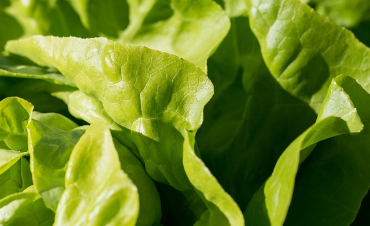 상추 파종시기와 거름 주는 방법 총정리 1