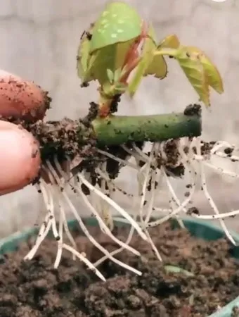 장미 삽목하는 방법 집에서 쉽게 번식하는 팁_15