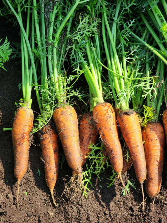 6시내고향 제주 구좌 당근 구매정보 도하네농장