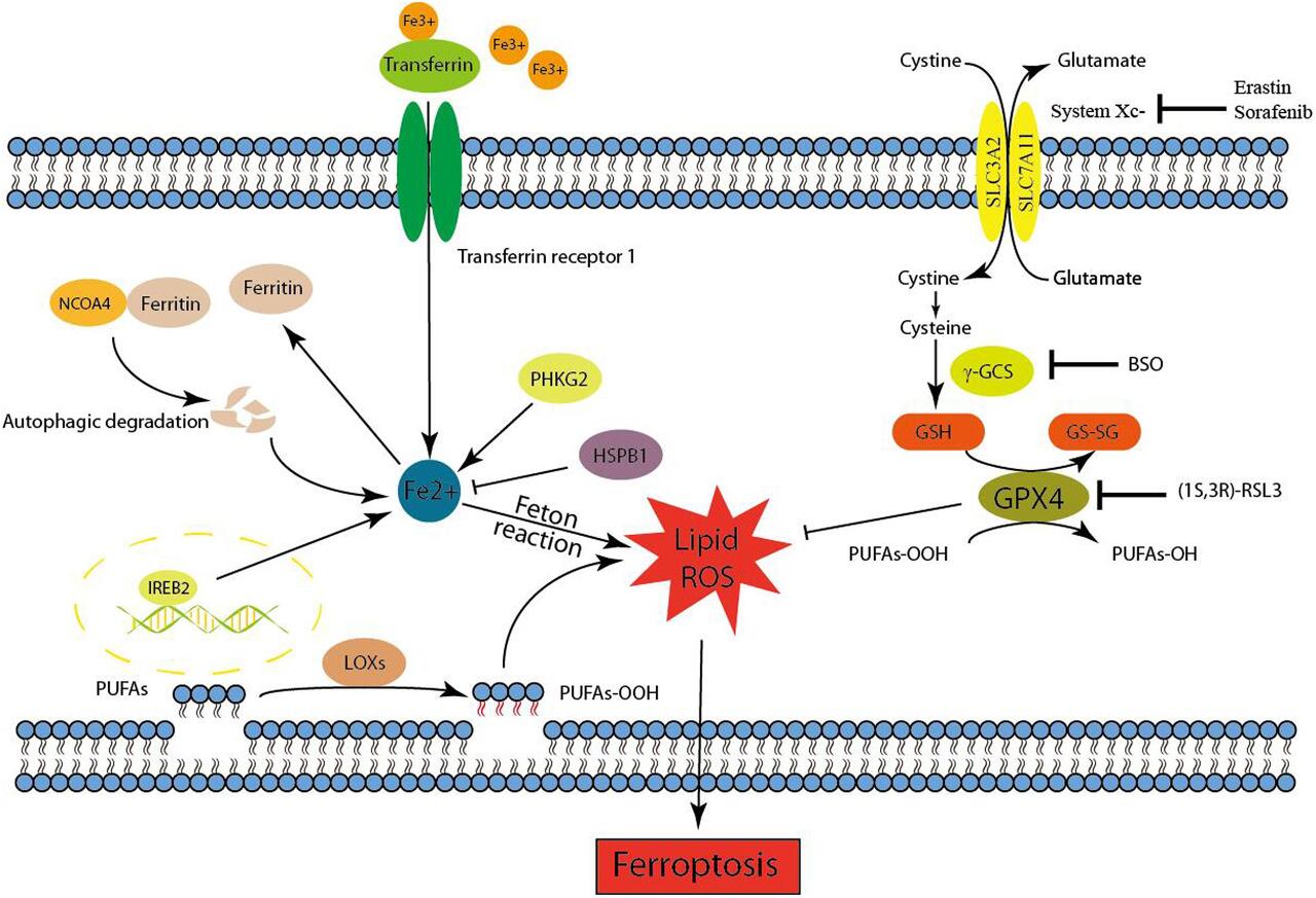 ferroptosis mechanism