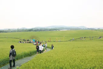 고창 청보리밭 축제 방문자 혜택_2