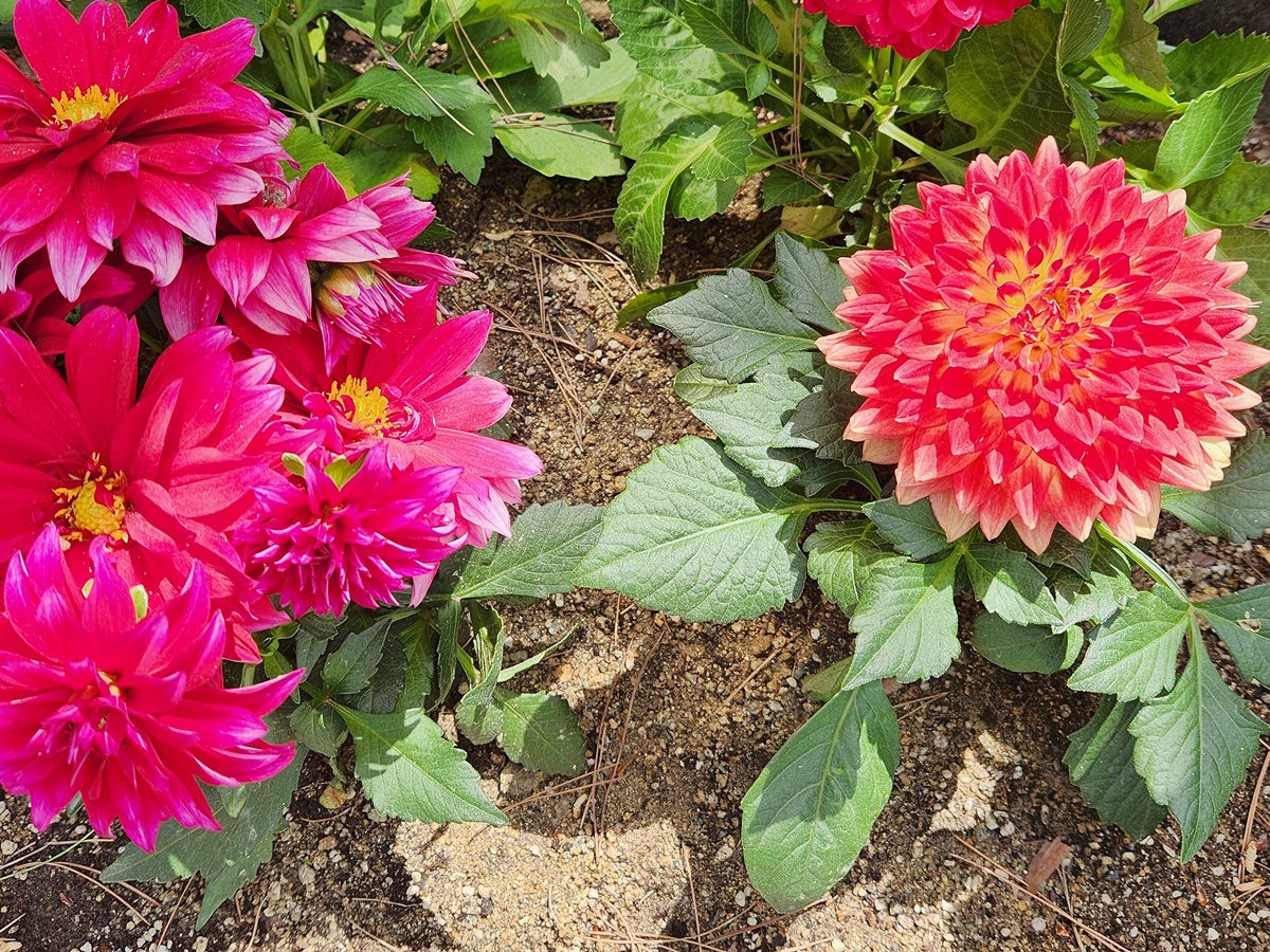 다알리아 Dahlia