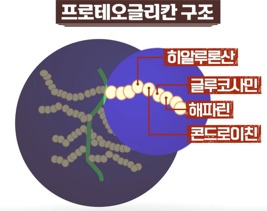 프로테오글리칸