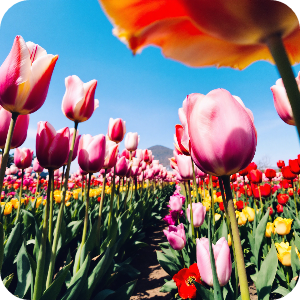 튤립축제 이미지