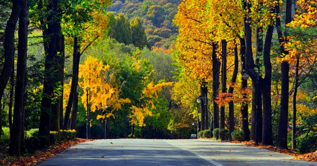서울대공원 단풍길