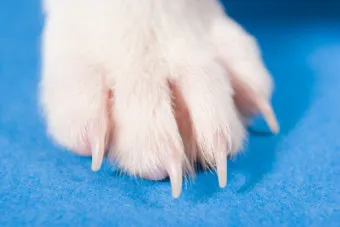 강아지 며느리발톱 그냥 둬도 괜찮을까 관리 제거 수술 총정리 정보모음_17