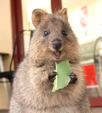 쿼카 웃는 동물 행복한 동물 특징 성격_8