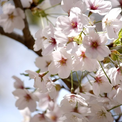 일본여행 선물 리스트