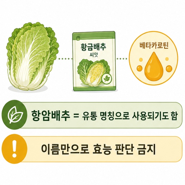 항암배추라는 명칭만으로 질병 예방이나 치료 효과를 판단하면 안 된다는 내용을 설명한 이미지