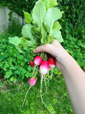 품격 있는 봄 제철 요리: 두릅적 칼색 살리는 손질법과 소고기 밑간 황금 비율