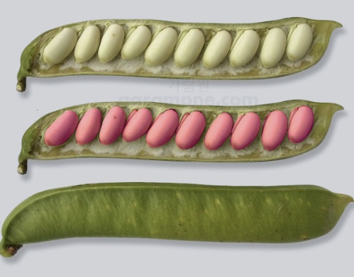 작두콩 사진