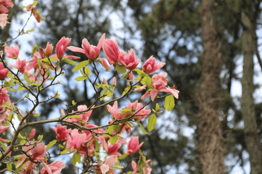 봄의 시작을 알리는 천리포 수목원 목련축제!!!!