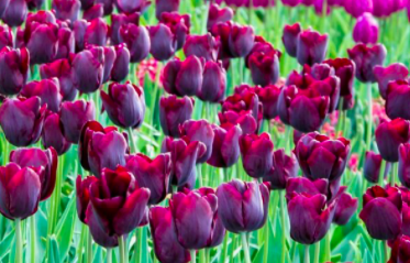 Ronaldo Tulip