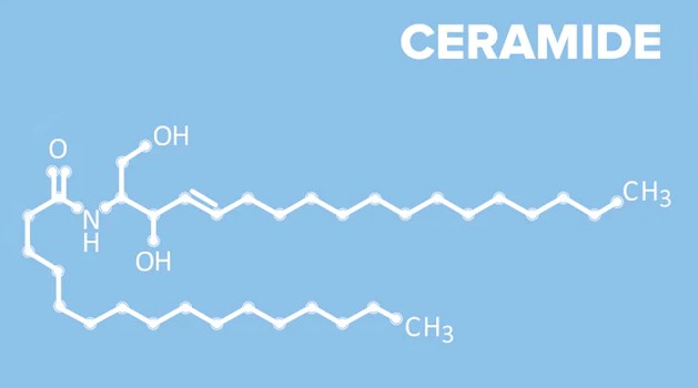 밀크 세라마이드 성분 및 특성