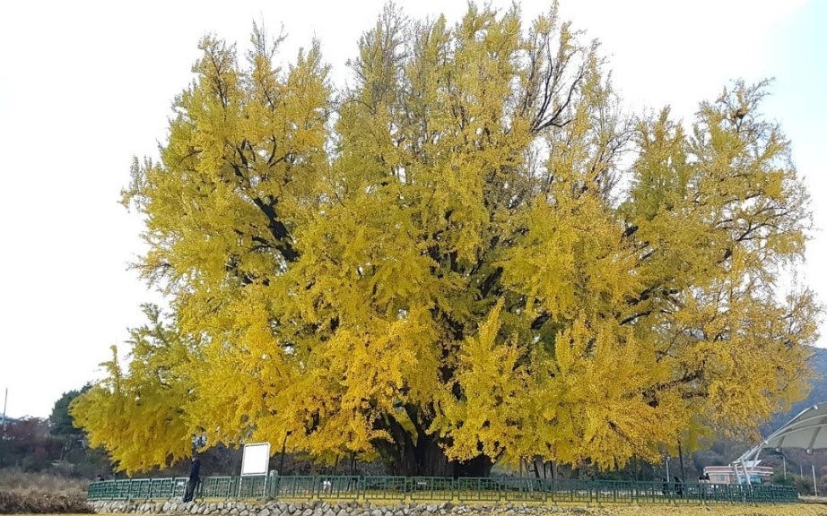 반계나무 은행나무