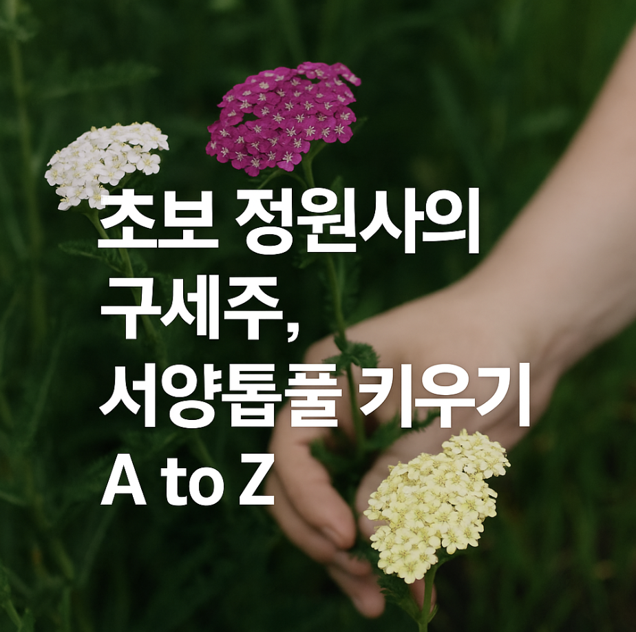 초보 정원사의 구세주, 서양톱풀 키우기 A to Z
