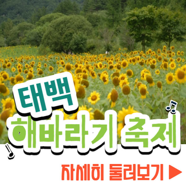 태백 해바라기 축제 자세히 보기