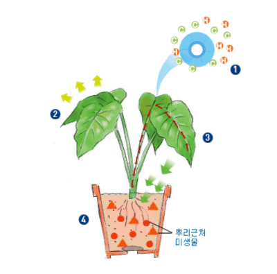 식물정화원리
