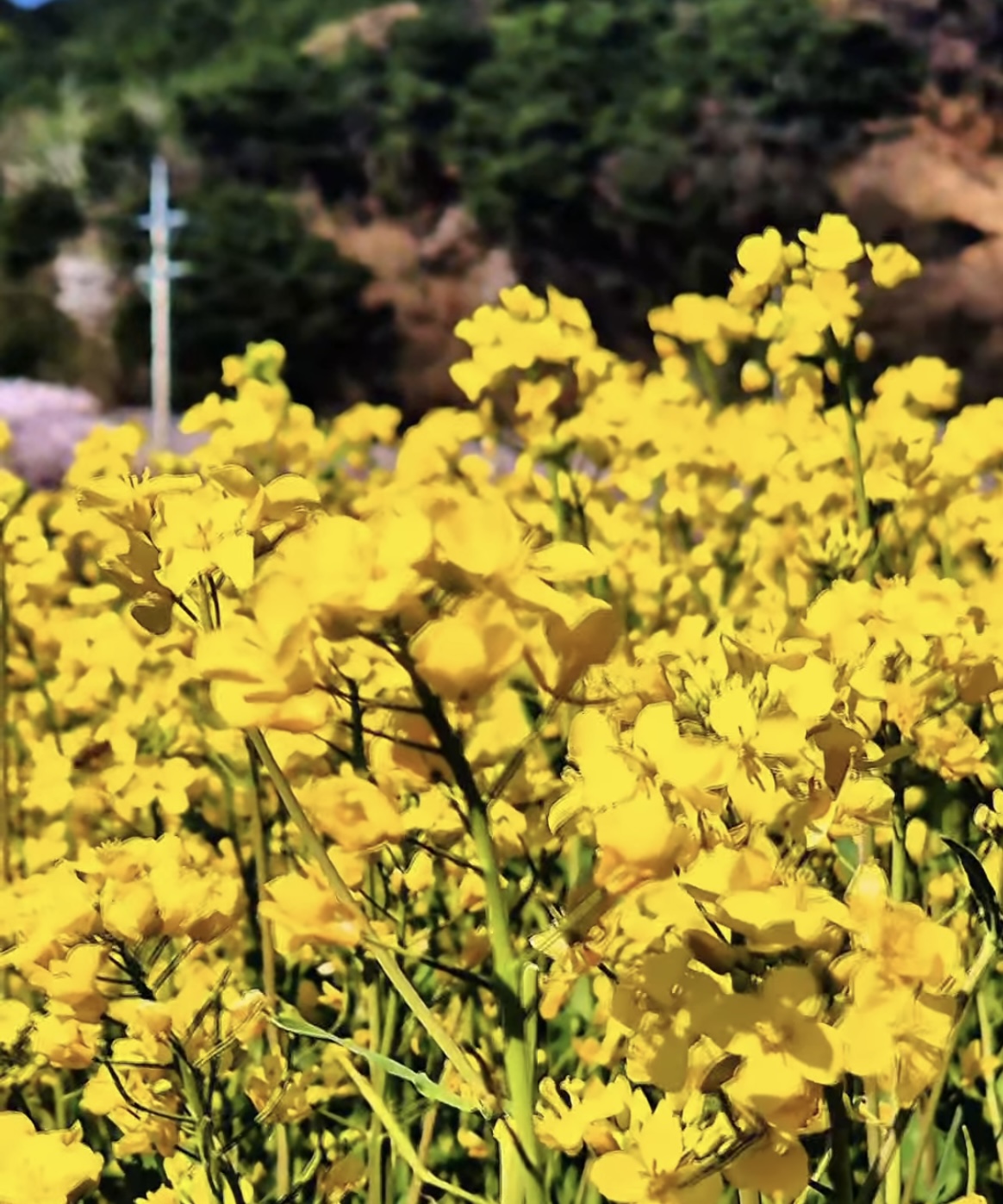 벚꽃은 짧다 지금 더 예쁜 봄꽃 명소 총정리(진달래 유채꽃 명소) 관련사진