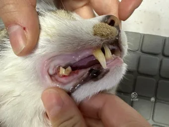 고양이치주염 증상 진단 치료 및 예방법_6
